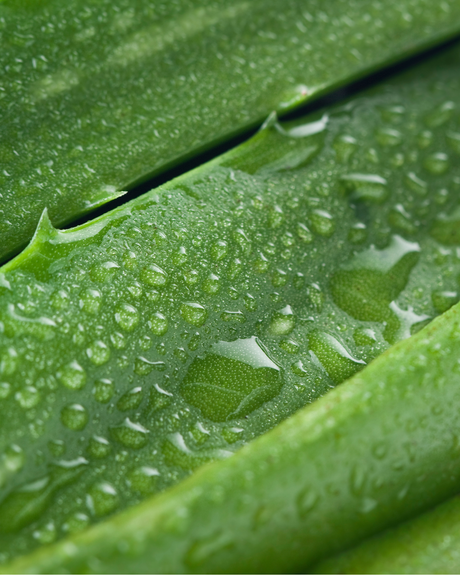 Organic Body Butter — Aloe Vera