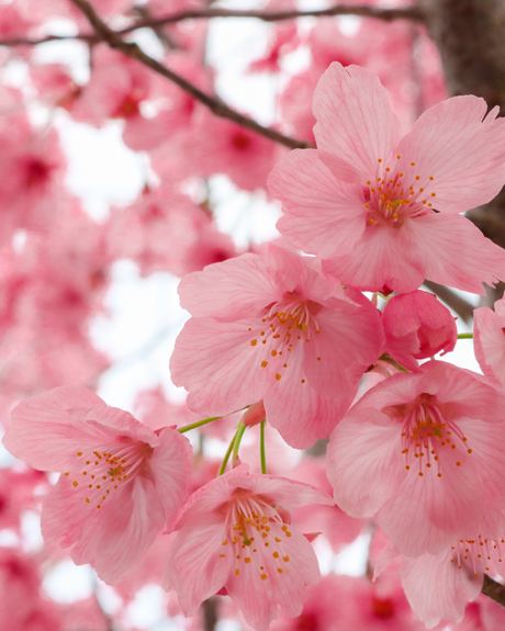 Organic Body Butter — Sakura