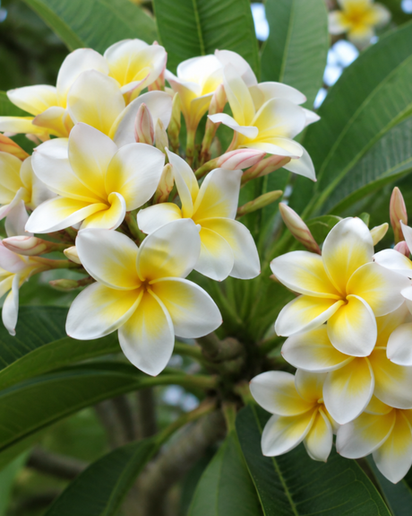 Natural Body Butter - Frangipani