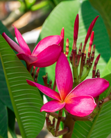 Organic Body Butter — Magnetic